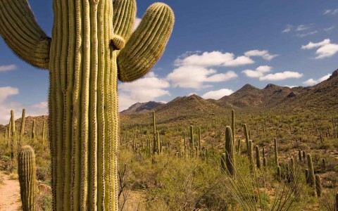 HEC-OutdoorAttractions-SAGUARO NATIONAL PARK WEST-8-58f7cb4581718.jpg